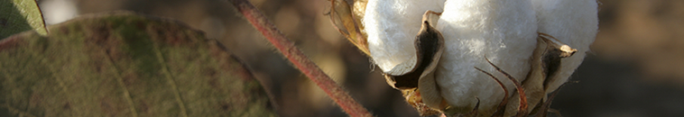 Cotton Ginnings Survey